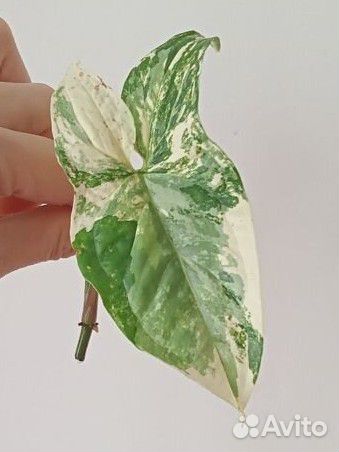 Сингониум, монстера