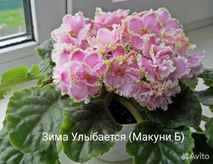 Укоренённые черенки сортовых фиалок 77 разных сорт