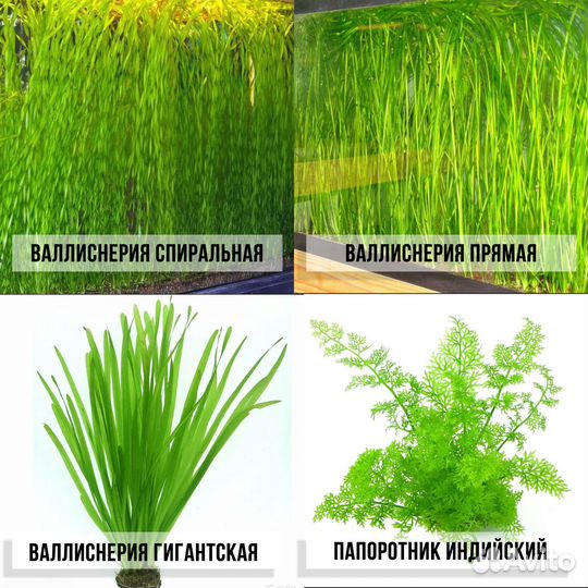 Аквариумные растения прайс от 08.07