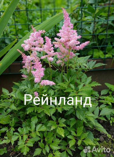 Астильбы сортовые, Многолетники, садовые цветы