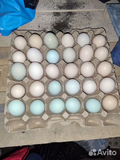 Инкубационное яйцо