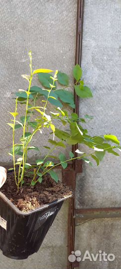 Саженцы Голубики окс и зкс