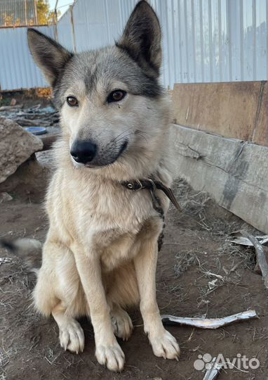 Сибирский хаски