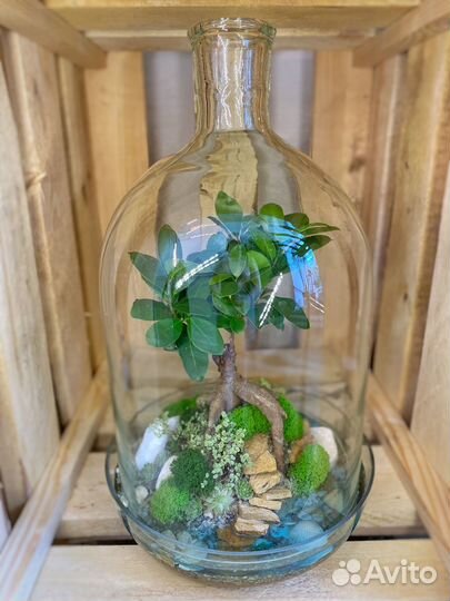 Флорариумы в наличии и под заказ