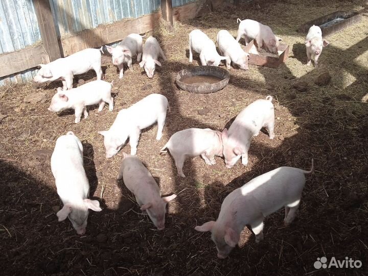 Поросята ландрас