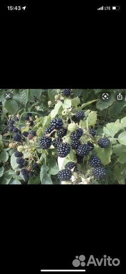 Саженцы ежевика 