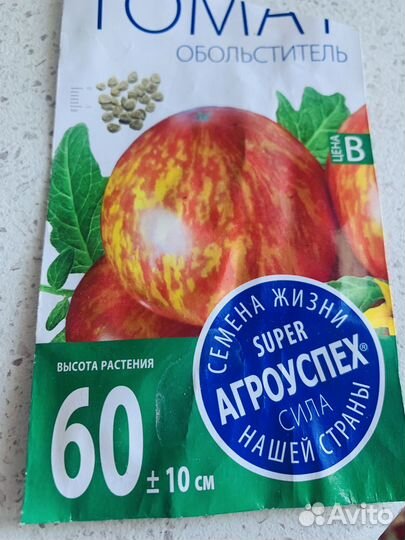 Рассада помидор