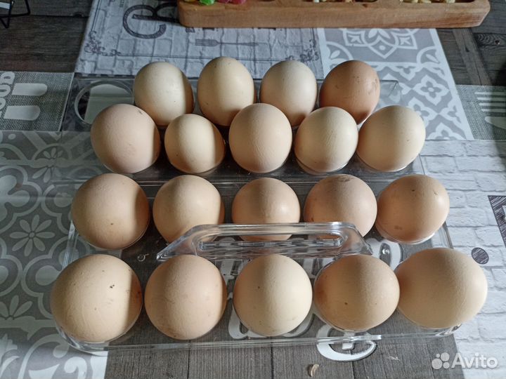 Домашние куриные яйца