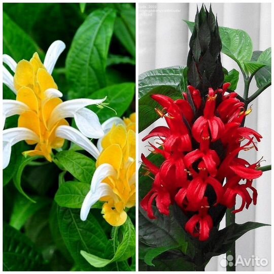 Пахистахис красный