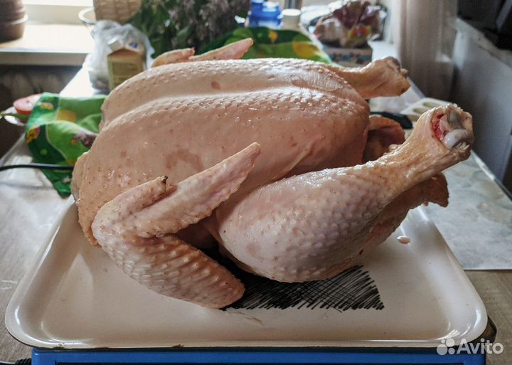 Мясо курицы Бройлер