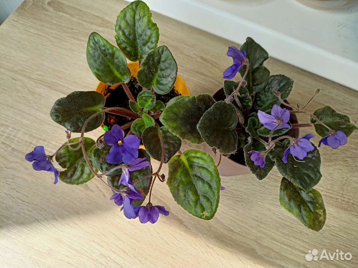 Цветущая фиалка