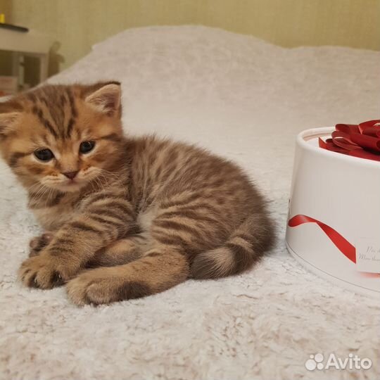 Шотландские котята