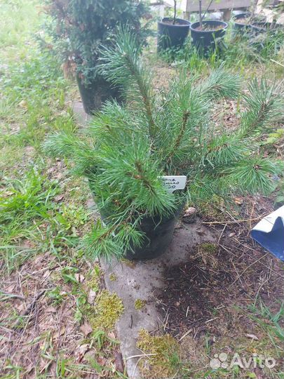 Сосна Пумило