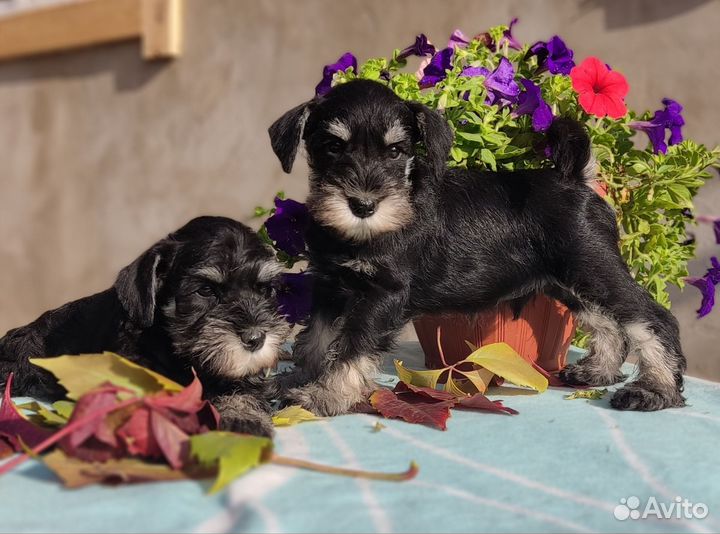 Цвергшнауцер