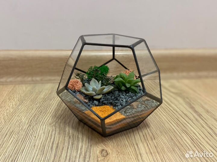 Флорариум суккуленты