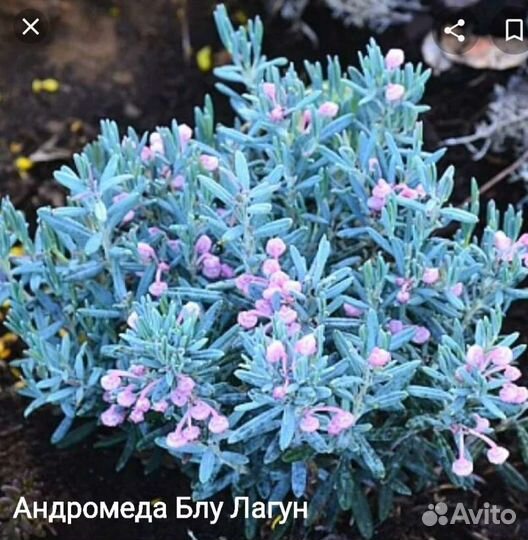 Декоративные кусты