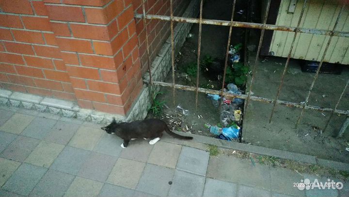 Котенок В 