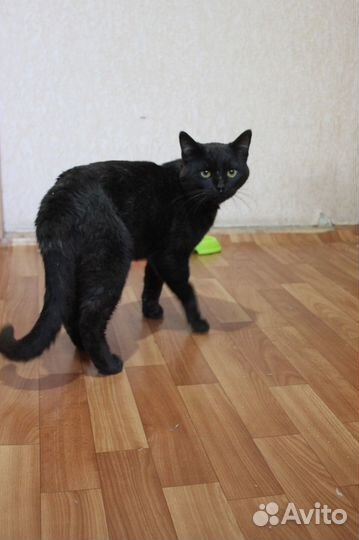 Черный кот не обормот)