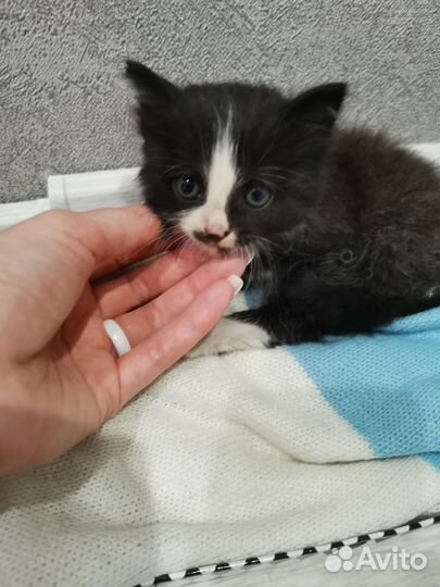 Домашние животные котята
