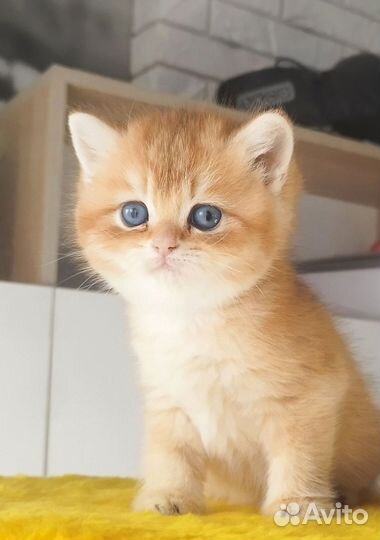 Британские котята золотая шиншилла