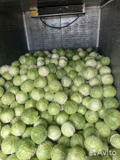 Продам капусту