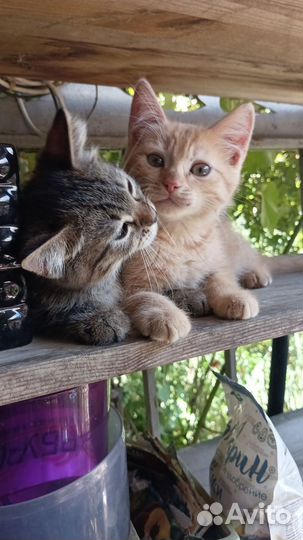 Котята в добрые руки мальчики