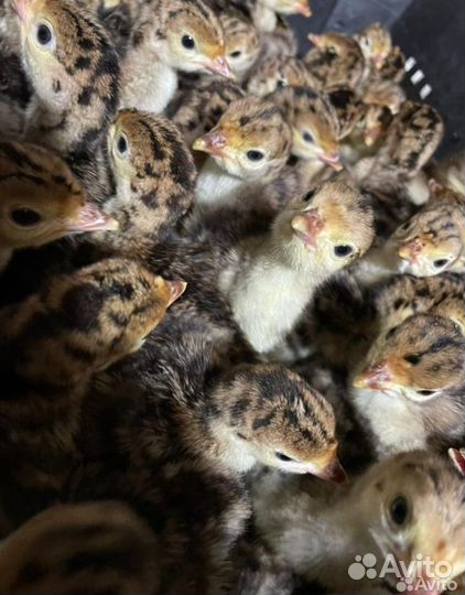 Индюшата суточные бронзовая северо-кавказская