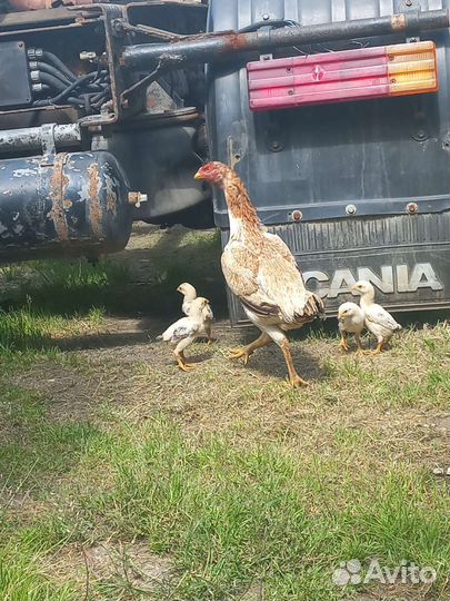 Бойцовые птицы