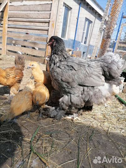 Цыплята, гуси, брама