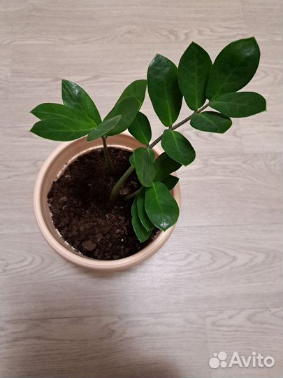 Замиокулькас