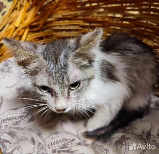 Котёнок