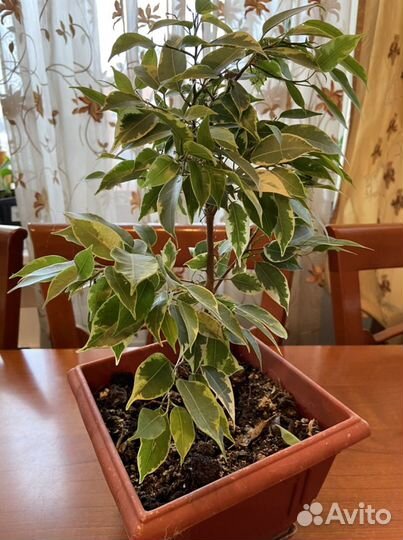 Фикус бенджамина