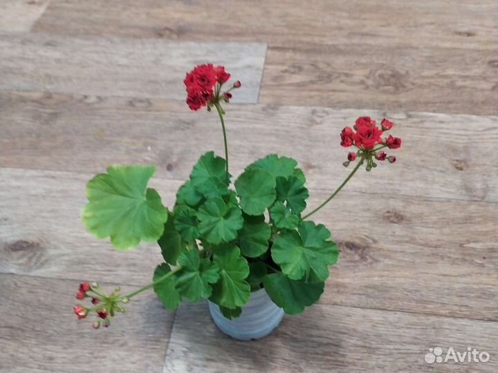 Комнатные цветы. Гиппеаструм, хлорофитум, герань