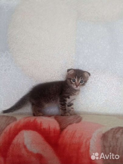 Котенок мальчик вислоухий