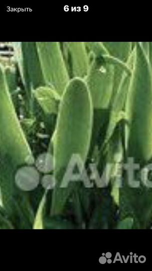 Многолетние Луки Анзур, бурун, шнит