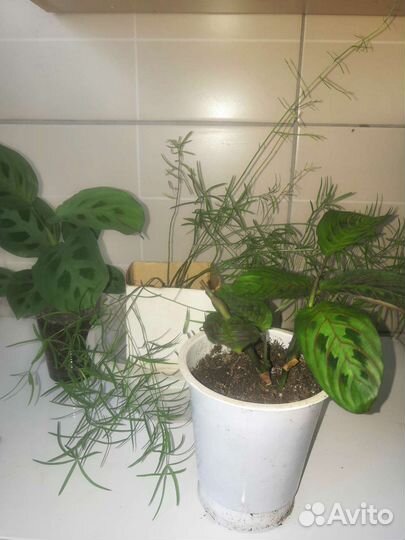 Аспарагус и маранты