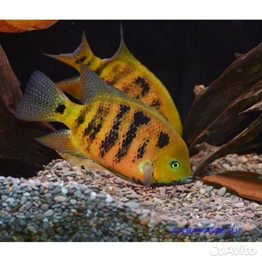 Вьеха фенестрата, цихлазома бокуры мальки