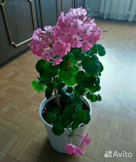 Пеларгония герань