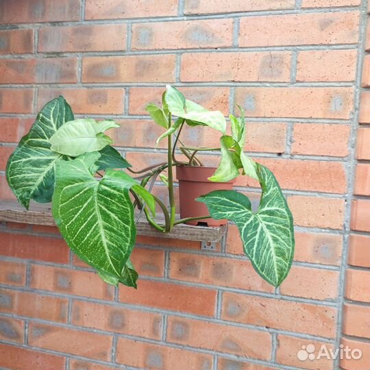 Сингониум батерфляй