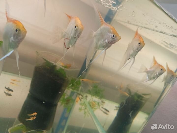 Аквариумные рыбки