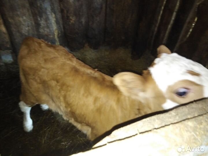 Телята, тёлочки