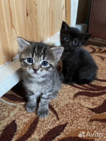 Котята