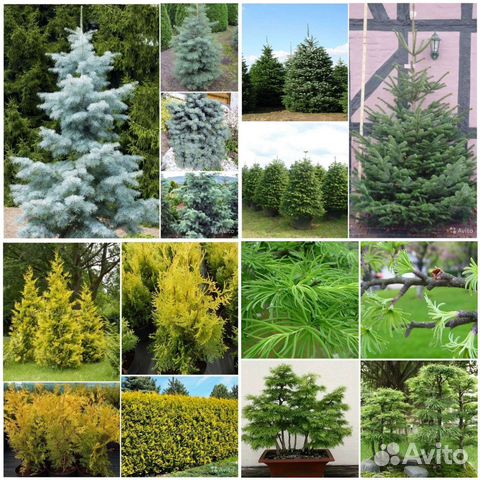 Пихты,Туя,Лиственница семена