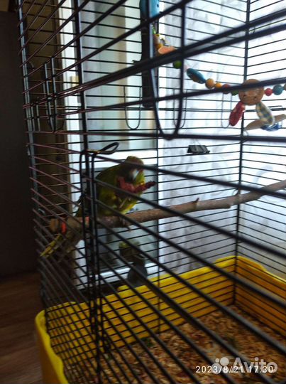 Попугай какарик