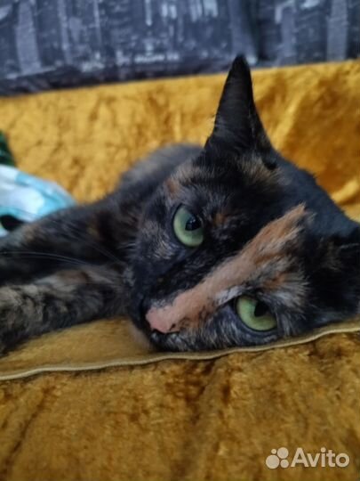 Кошка в хорошие руки