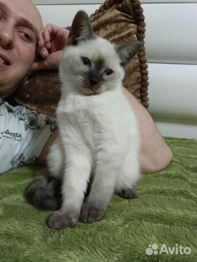 Кот в дар бесплатно