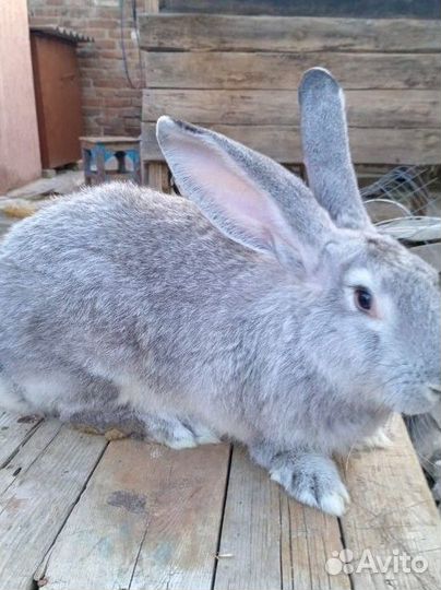 Кролик самец
