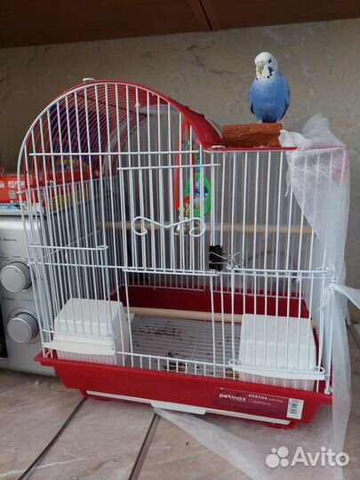 Волнистый попугай