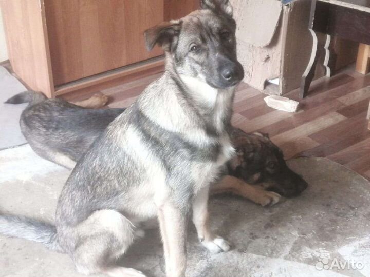 Щенки-подростки