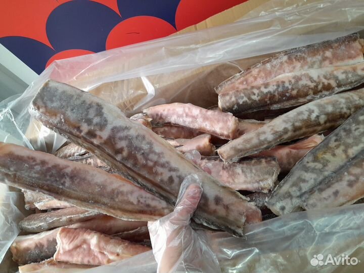 Конгрио (креветочная рыба)